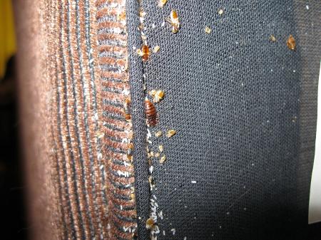 Percevejos-de-cama e ovos encontrados em uma cama; insetos se escondem em pequenos vãos