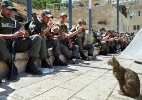 Ministro israelense propõe "deportar" gatos de rua para evitar castrações - Scott Nelson/AFP