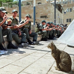 Gato observa soldados israelenses que almoçam no Muro das Lamentações, em Jerusalém - Scott Nelson/AFP