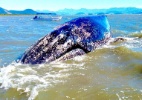 Três baleias jubarte encalham na costa do Rio em apenas uma semana - Divulgação/MAQUA-UERJ