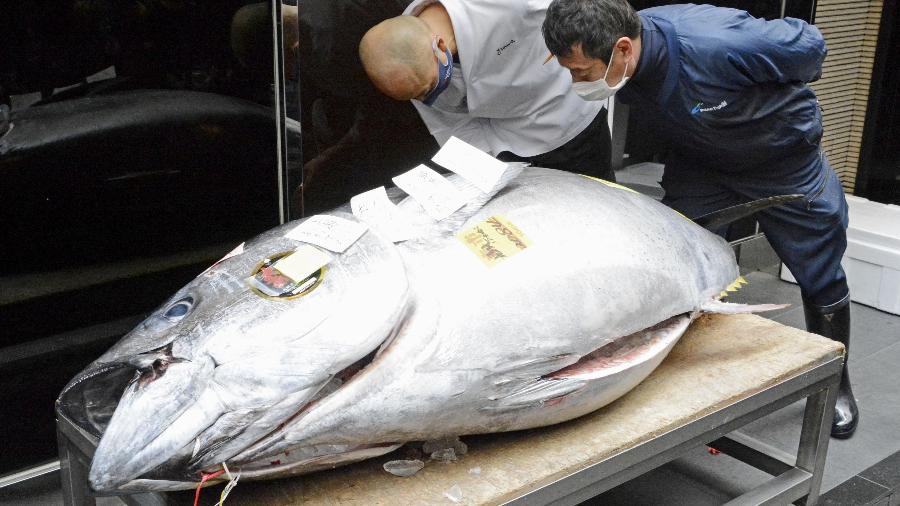 5.jan.2020 - Atum de 208 kg que foi leiloado por mais de R$ 1 milhão é exposto em mercado em Tóquio - Kyodo/Reuters