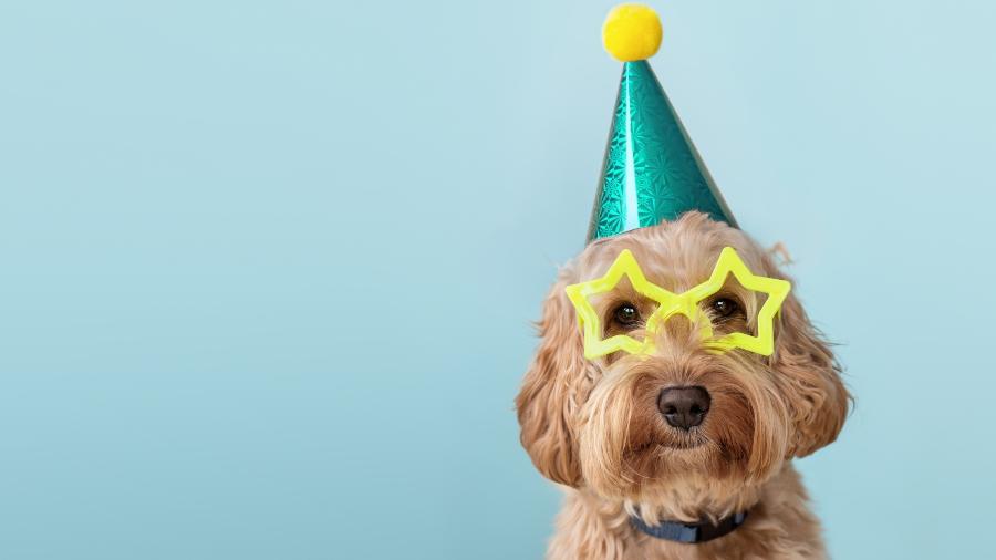 Segundo Pinterest, há grandes chances de você ser convidado para um aniversário canino em 2023 - Ruth Black/iStock