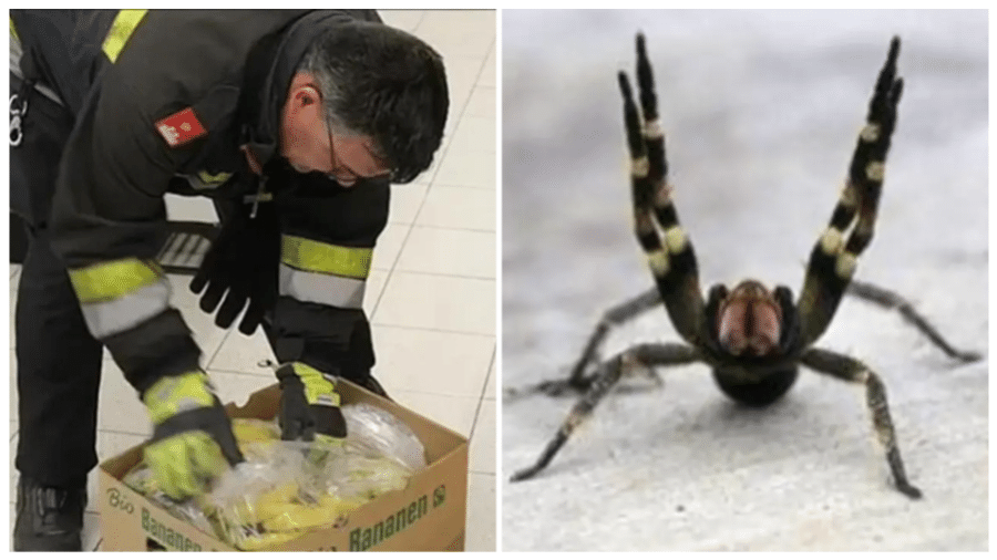 Autoridades identificaram a espécie encontrada no mercado como aranha armadeira, originária do Brasil