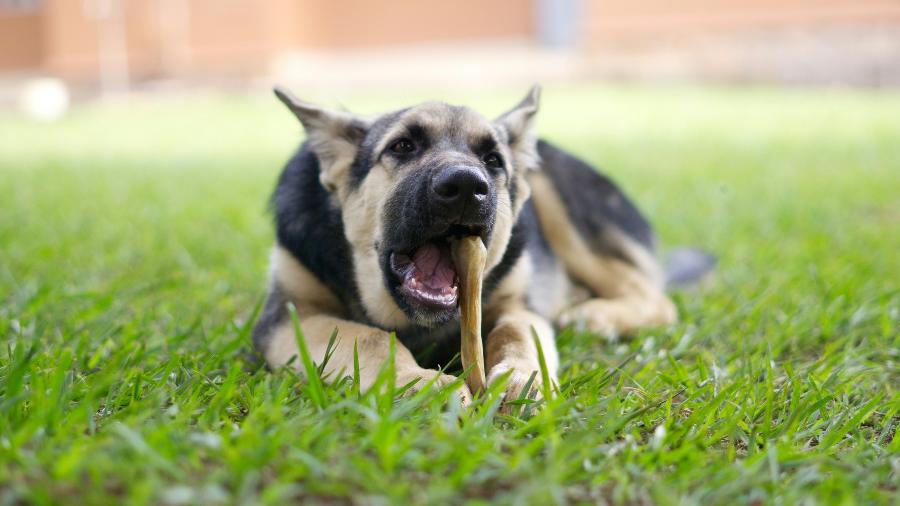 Petiscos para cães