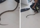 Homem é mordido por jararaca e leva cobra com ele para UPA; veja - Reprodução