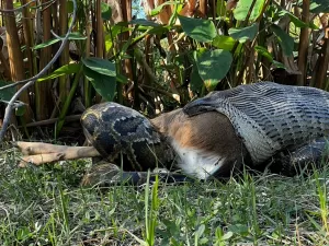 Pítons na Flórida comem veados e crocodilos inteiros e assustam cientistas