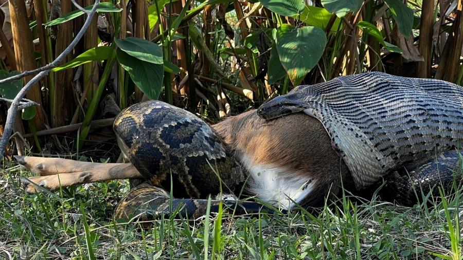 Uma píton-birmanesa de cerca de 4,5 m engolindo um veado inteiro de 35 kg na Flórida