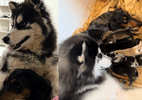 Mistura improvável entre husky e salsicha gera filhotes inusitados em Goiás