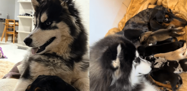 Mistura improvável entre husky e salsicha gera filhotes inusitados em Goiás