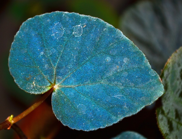 Espécie de begônia se adapta às condições de sombra e exibe iridescência azul nas folhas - Matthew Jacobs/ Nature