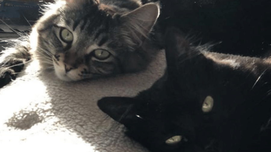 As gatas Tina e Louise vivem sozinhas em um apartamento na Califórnia - Reprodução/Instagram