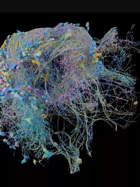 Maior mapa de conectividade cerebral de alta resolução de qualquer animal - Reprodução / Google / FlyEM