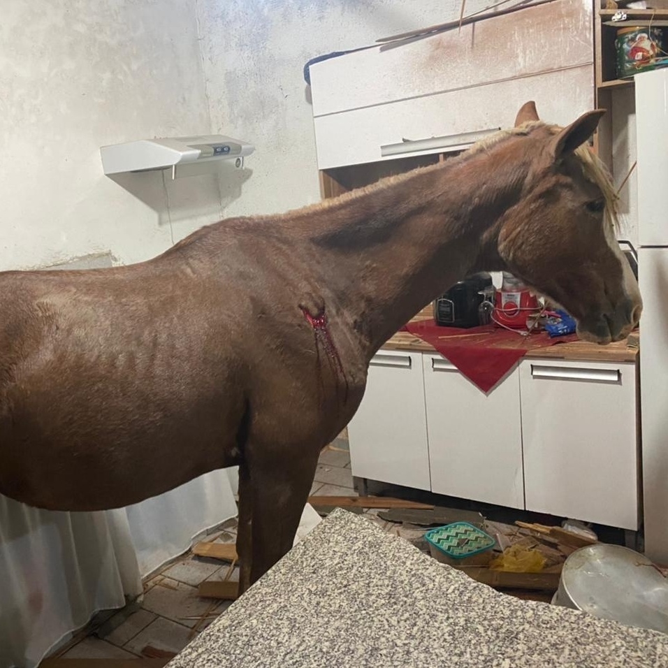 TV Paraguaçu - Cavalo é encontrado abandonado, com grande