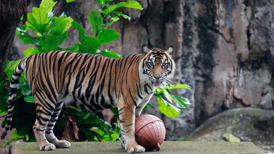 O tigre Tino, de 9 anos, isolado no zoológico de Jacarta após seu teste para covid-19 dar positivo - REUTERS/Ajeng Dinar Ulfiana