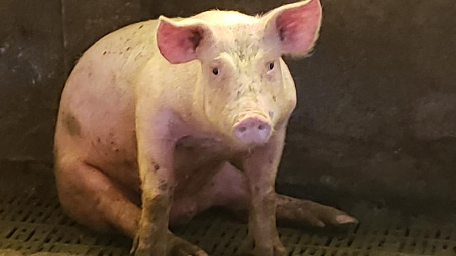 Porco criado para abate em cativeiro (imagem ilustrativa) - Giulia Fontes/UOL