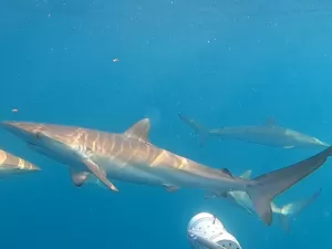 Cardume com mais de 100: o que leva tantos tubarões ao litoral de SP