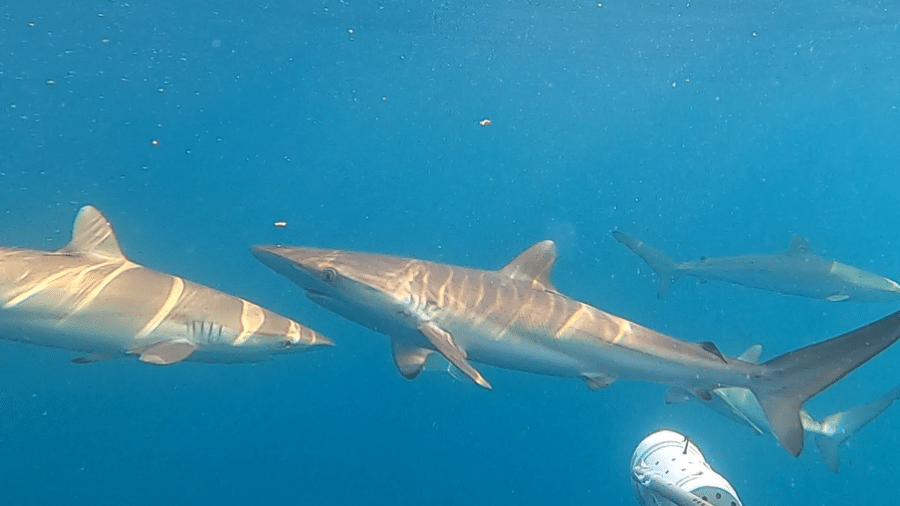 Tubarões ameaçados são avistados em arquipélago a 35 km do litoral de SP 