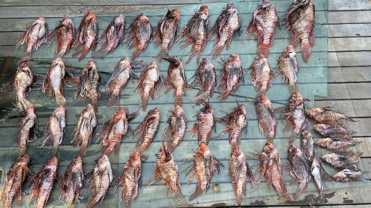 Espécies de peixe-leão capturados em Noronha 