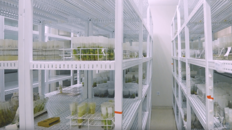 Ala do Banco Genético da Embrapa que abriga coleções de plantas in vitro