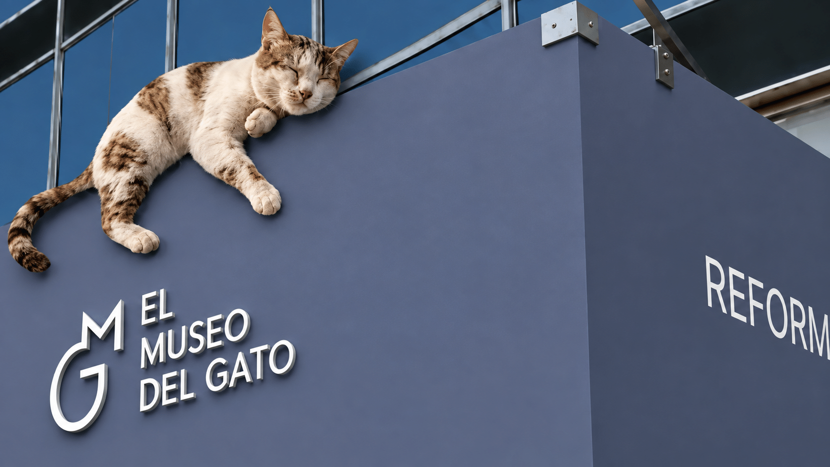 Museu do Gato, na Cidade do México, reúne salas imersivas e experiências que exploram a história e os sentidos dos felinos - undefined
