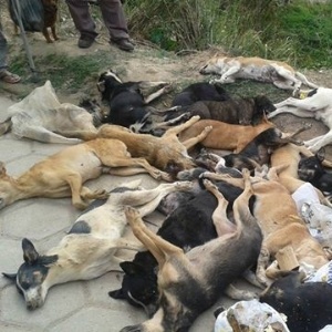 Cerca de 60 cães foram encontrados mortos ou agonizando em Caraí (MG) - Prefeitura de Caraí (MG)/divulgação