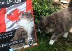 Conheça o gato que quer se tornar o próximo premiê do Canadá - Reprodução/Facebook