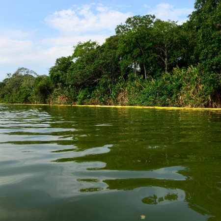 As florestas de mangue já tiveram até 50% de sua área total no Brasil desmatada pela criação de camarões em cativeiro - Gabriel Lordello/Mosaico Imagem/UOL