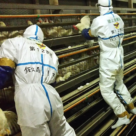 Arquivo - Aves são eliminadas após foco de gripe aviária em 2016 - Ground Self-Defense Force/AFP