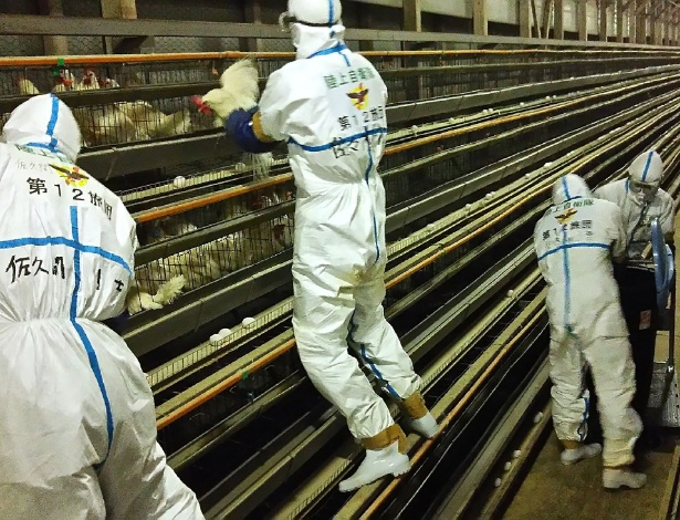 Aves são eliminadas no Japão após novo foco de gripe aviária - Ground Self-Defense Force/AFP