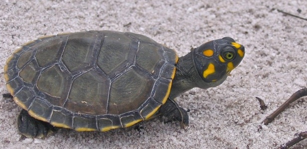 Conhecida como tartaruga-da-amazônia, a "Podocnemis expansa" tem sobrevivido: 70 mil filhos nascem às margens do Rio Juruá - Camila Ferrara/Divulgação