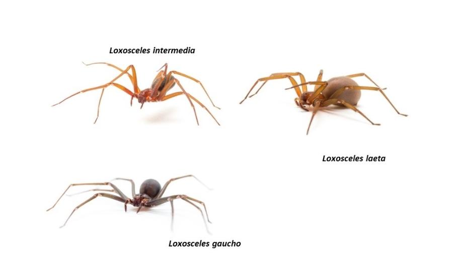 Aranhas-marrons, do gênero Loxosceles, são causadoras de lesões cutâneas. No Brasil, estão principalmente na região Sul - Rafael Marques Porto / Agência Fapesp