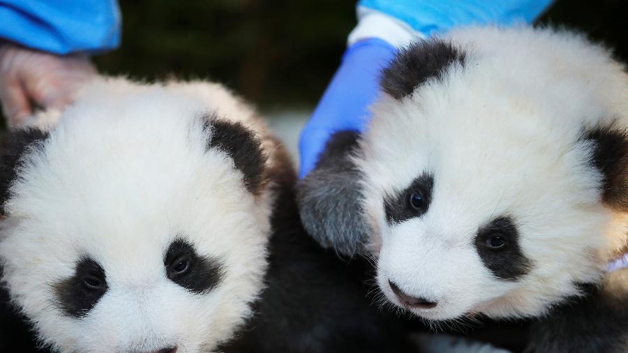 Meng Xiang e Meng Yuan nasceram em 31 de agosto no zoológico de Berlim - Hannibal Hanschke/Reuters