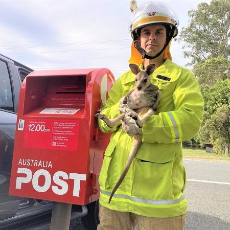 Os bombeiros que resgataram o filhote de canguru publicaram uma imagem do animal ao lado da caixa do correio em que ele foi colocado - Reprodução/Facebook/Queensland Fire and Emergency Services