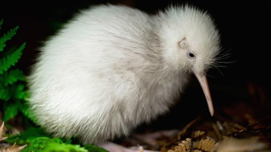 Manukura, raro kiwi branco, morreu no domingo - Getty Images