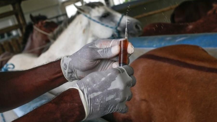 Pesquisa com plasma de cavalos, em foto do Instituto Vital Brazil, em Niterói; em São Paulo, Butantan obteve autorização da Anvisa para testar o soro anti-covid em pacientes humanos - EPA