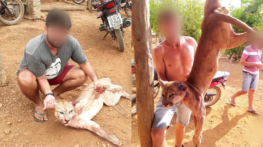 Homens foram denunciados na polícia após se exibirem nas redes sociais com o felino morto - Reprodução/ Redes sociais