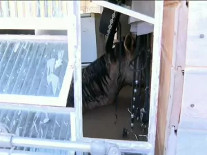 Outro cavalo aparece precisando de ajuda durante resgate em Canoas (RS)