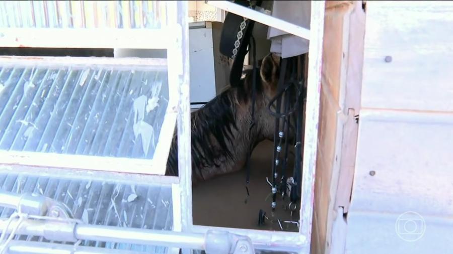 O cavalo está ilhado dentro de uma casa com a água até o pescoço - Reprodução/TV Globo