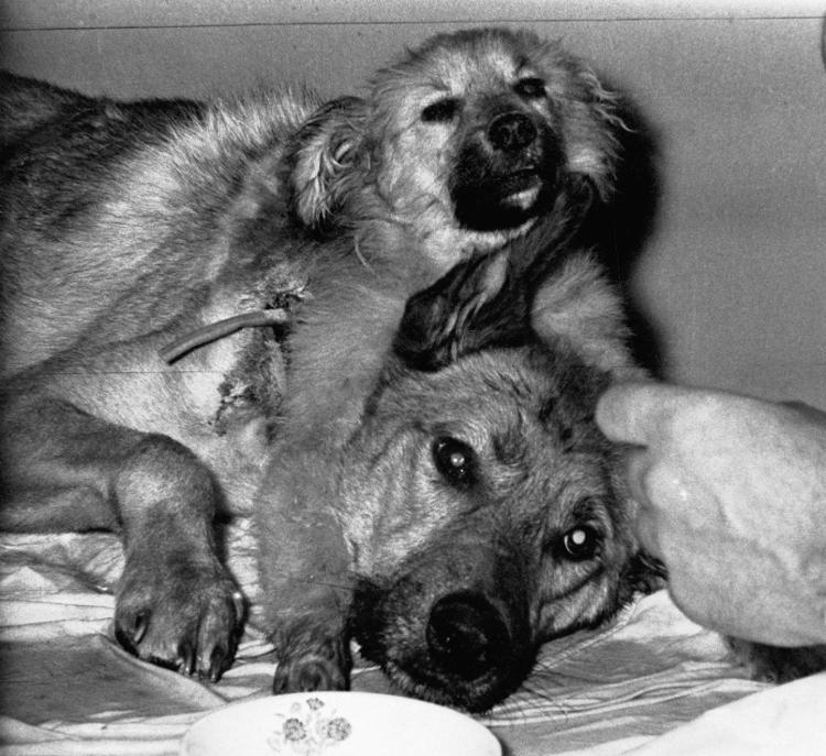 O cão de duas cabeças criado em laboratório pelo médico russo Vladimir Demikhov em 1959