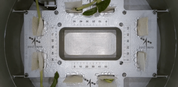 Feijões a bordo: Índia consegue pela primeira vez cultivar brotos no espaço