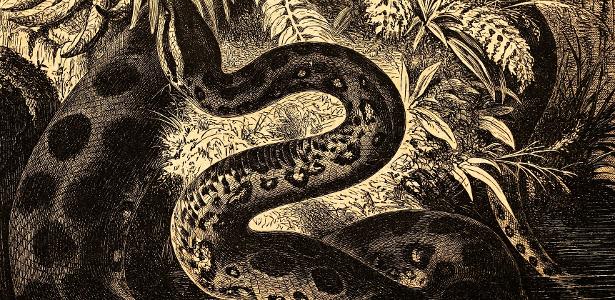Cobra de até 15 metros é descoberta e pode ser uma das maiores da história