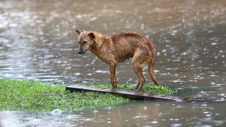 20.jul.2015 - Cachorro tenta escapar da água em ponto de alagamento em Gravataí, na Região Metropolitana de Porto Alegre