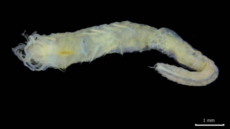 O verme foi encontrado durante uma pesquisa realizada em uma área protegida das Ilhas Shetland - National Museums Scotland