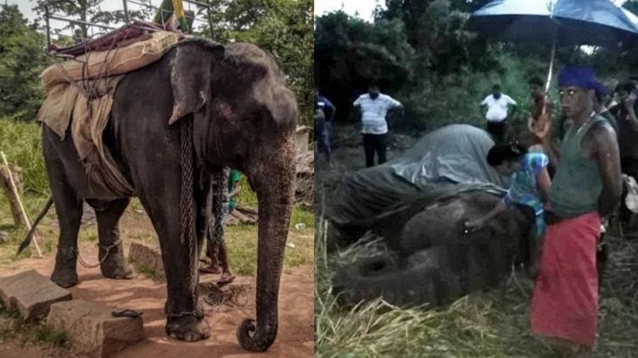 Elefante morre de exaustão no Sri Lanka - Moving Animals/Ape Rata