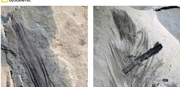Fósseis preservados | Descoberta aponta que dinossauros com penas viveram no Polo Sul