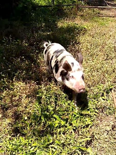 Sol foi levada de um curral arrendado por Lanna Senne, que disse já ter recebido trotes com tentativas de golpes a respeito do paradeiro do animal - Acervo pessoal