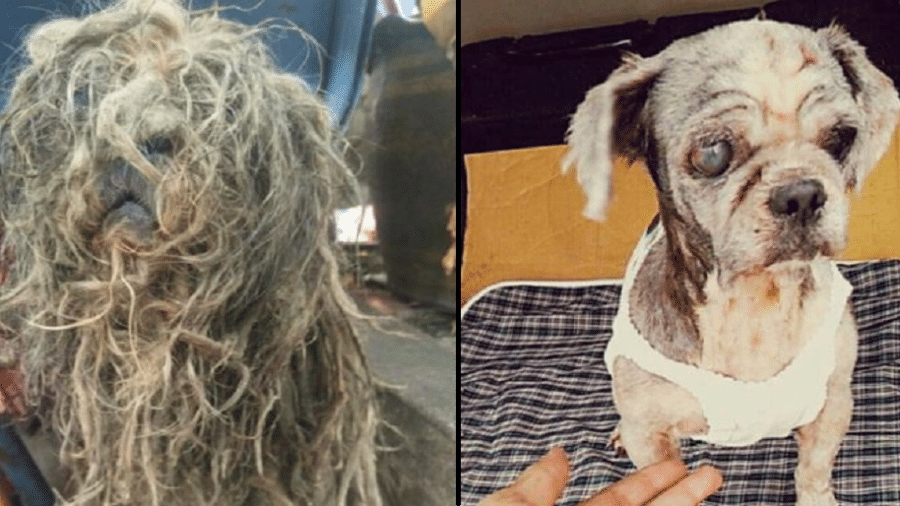 Antes e depois da cadela abandonada ser acolhida pelo cuidador - Reprodução/Social TV Pool Online
