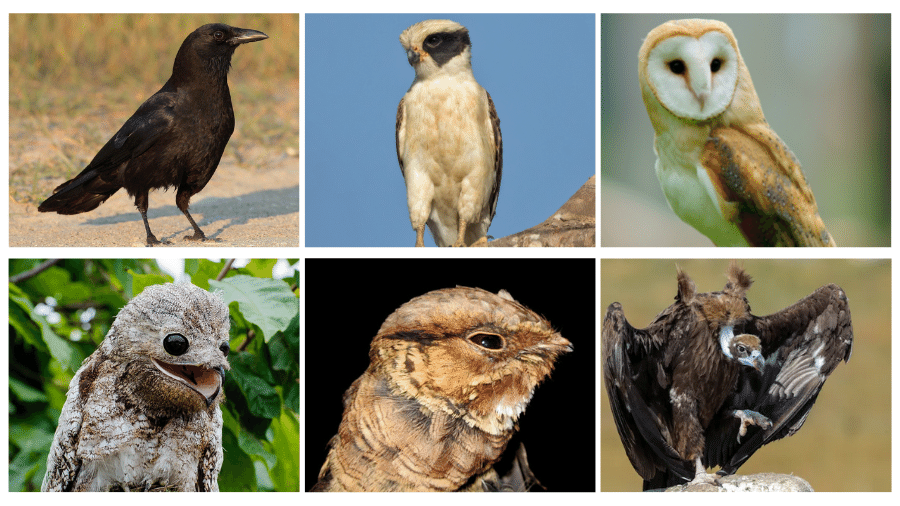 Aves de "mau agouro", da esquerda para a direita: corvo, acauã, coruja, urutau, bacurau e abutre - Reprodução/Wikipedia