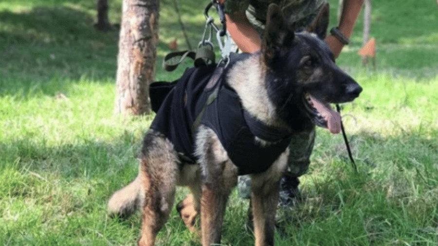 Cachorro Potreo morreu após ser enviado à Turquia para ajudar nas buscas - Reprodução/Instagram