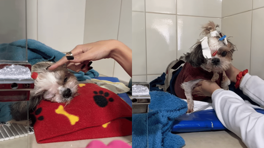 A cachorrinha, chamada Charlote Dayane, sofreu queimaduras no corpo em razão de uma manta térmica - Reprodução/Instagram/@charlotedayane
